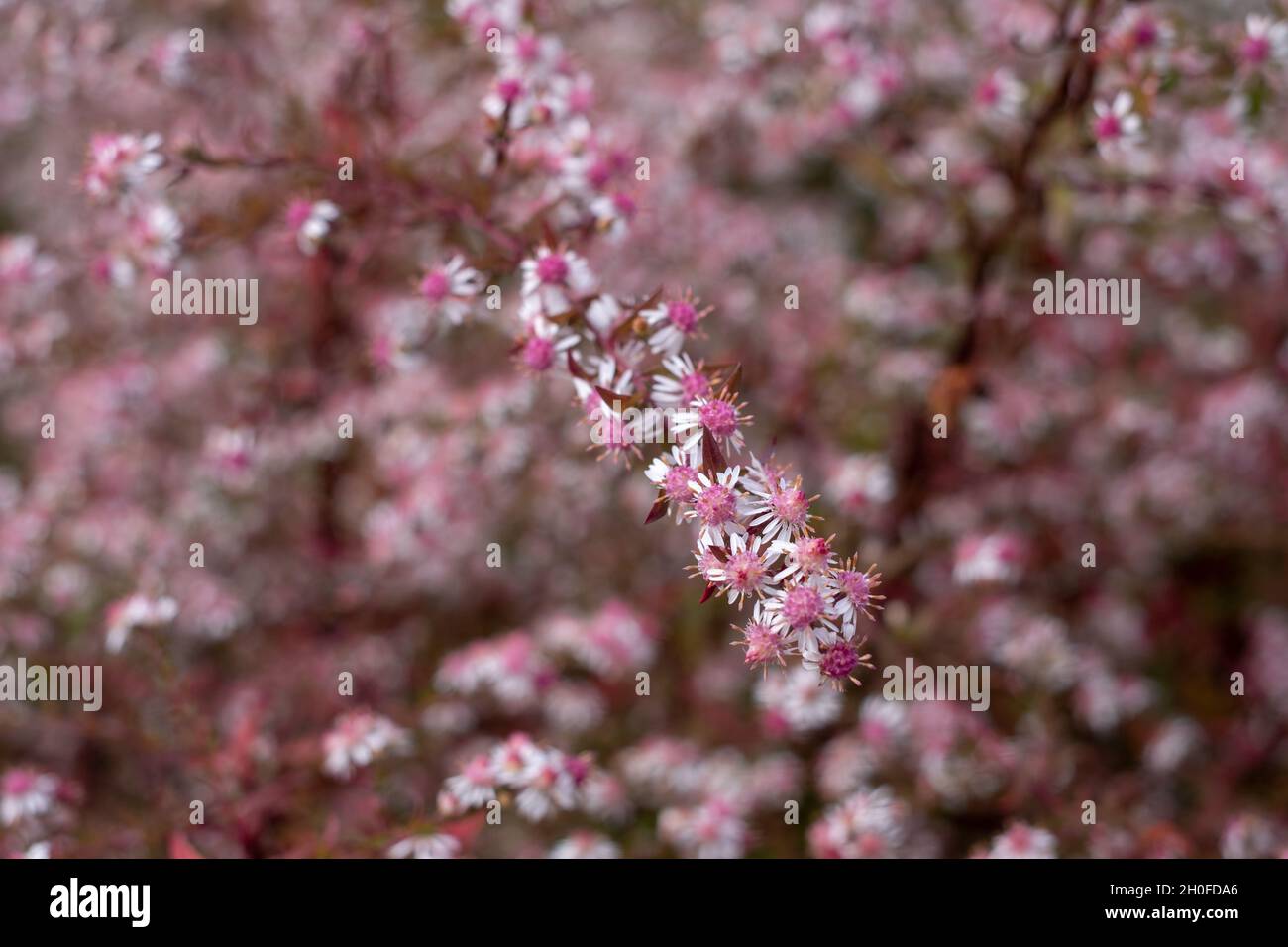 Symphyotrichum lateriflorum mit dem Namen Lady in Black, eine herbstblühende Asterpflanze. Fotografiert im Garten von RHS Wisley, Surrey UK. Stockfoto