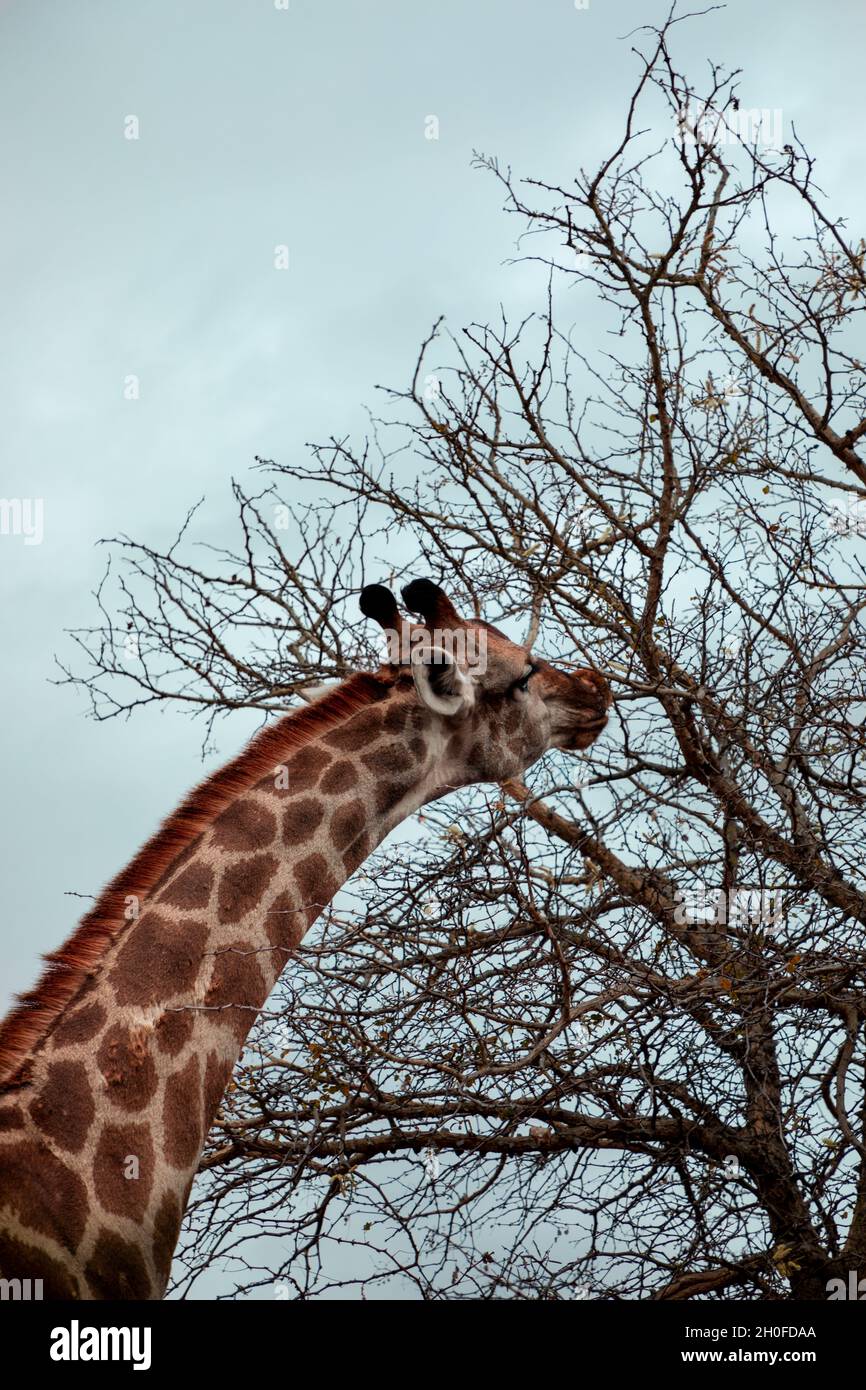 Kopf einer Giraffe in der Wildnis beschäftigt Essen. Stockfoto