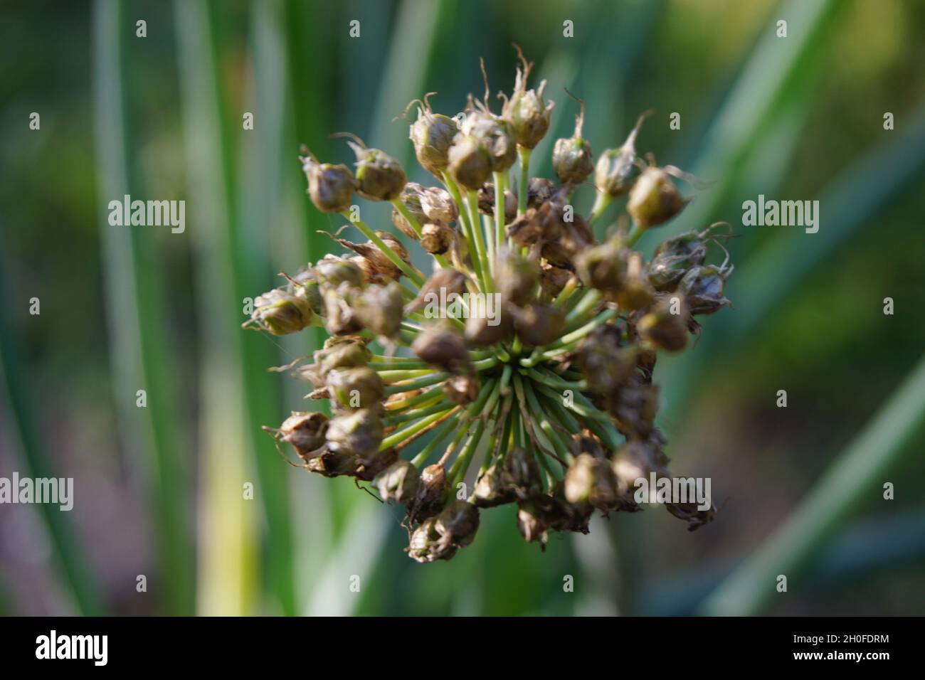 Frühlingszwiebelblume mit einem natürlichen Hintergrund. Indonesier nennen es bawang preis oder daun bawang Stockfoto