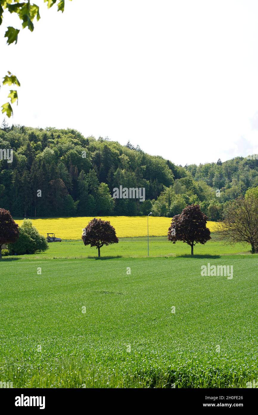 Gelber Raps in ländlicher Landschaft mit grüner Wiese, zwei Bäumen und Wald im Hintergrund. Stockfoto