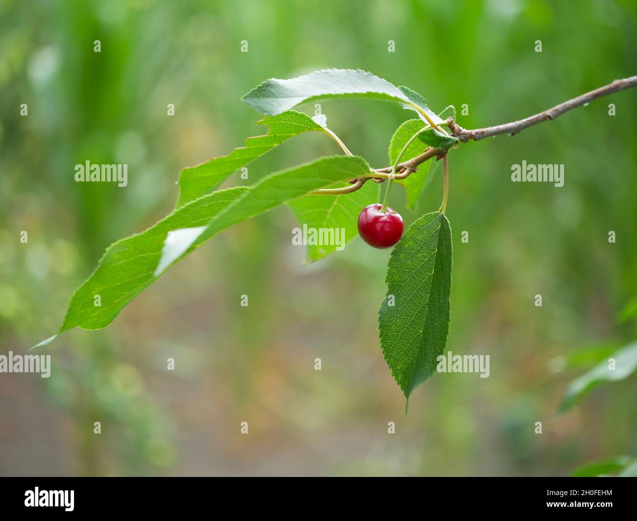 Eine reife Kirsche auf einem Ast. Reife Früchte. Stockfoto