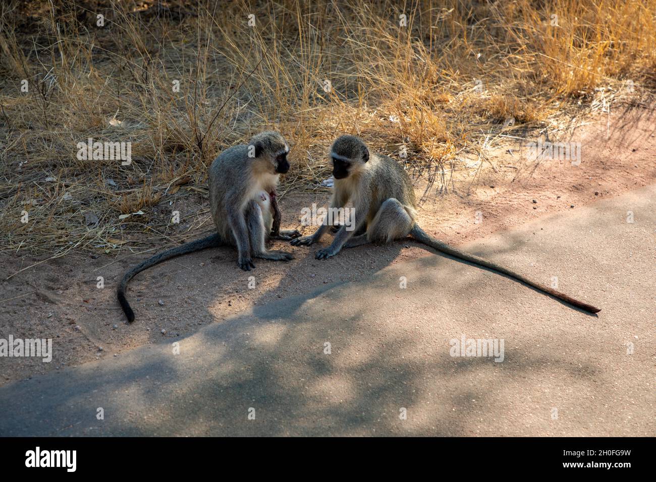 Zwei vervet Affen sitzen neben einer Straße mit trockenem Gras hinter ihnen. Stockfoto