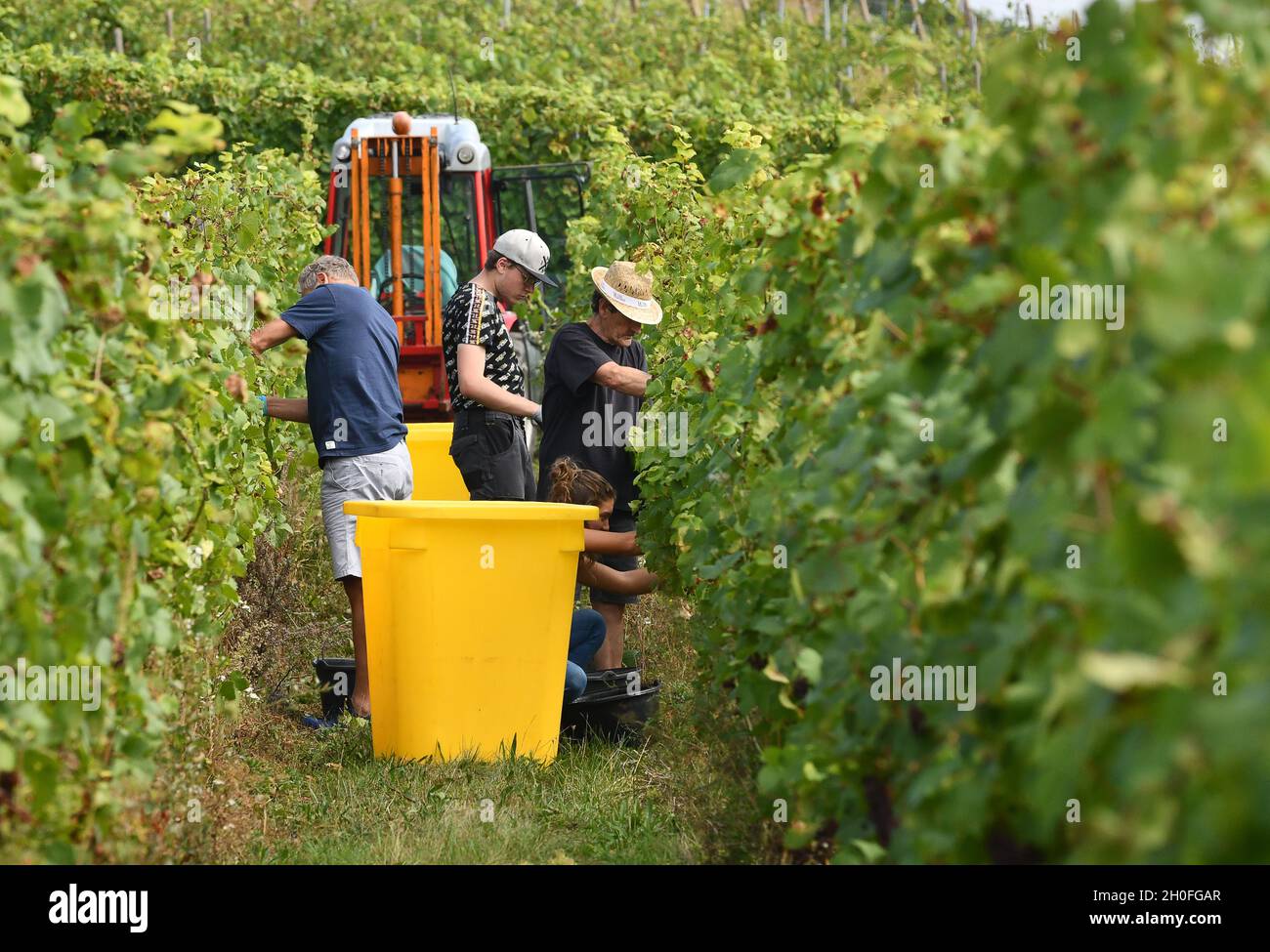 Weinlese in der Nähe von Sigolsheim im Elsass in Frankreich. Weinlese frankreich Kommissionierer Hand Kommissionierung Stockfoto Weinlese in der Nähe von Sigolsheim im Elsass in Frankreich. Weinlese frankreich Kommissionierer Hand Kommissionierung Stockfoto