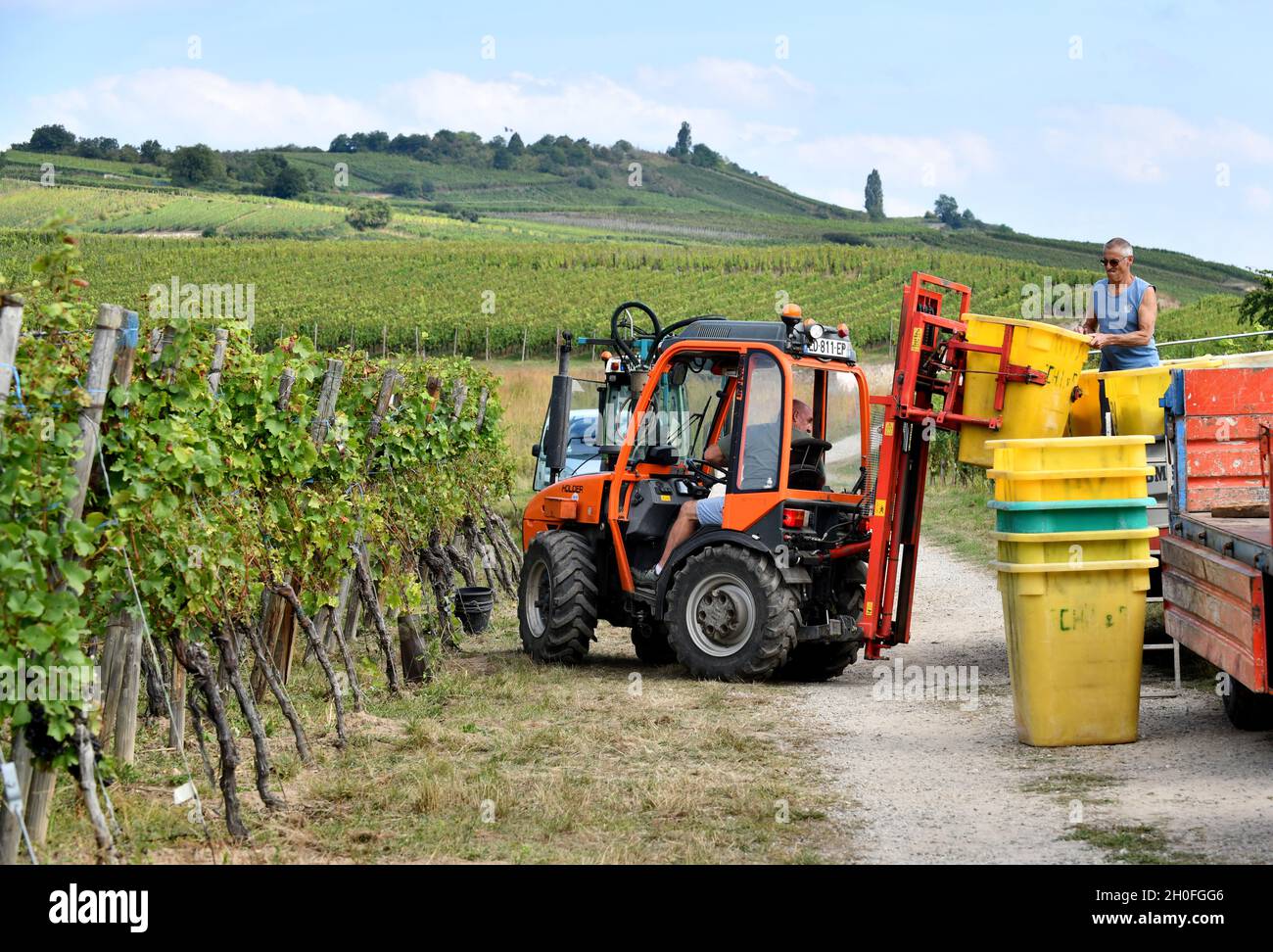 Weinlese in der Nähe von Sigolsheim im Elsass in Frankreich. Weinlese frankreich Kommissionierer Hand Kommissionierung Stockfoto Weinlese in der Nähe von Sigolsheim im Elsass in Frankreich. Weinlese frankreich Kommissionierer Hand Kommissionierung Stockfoto