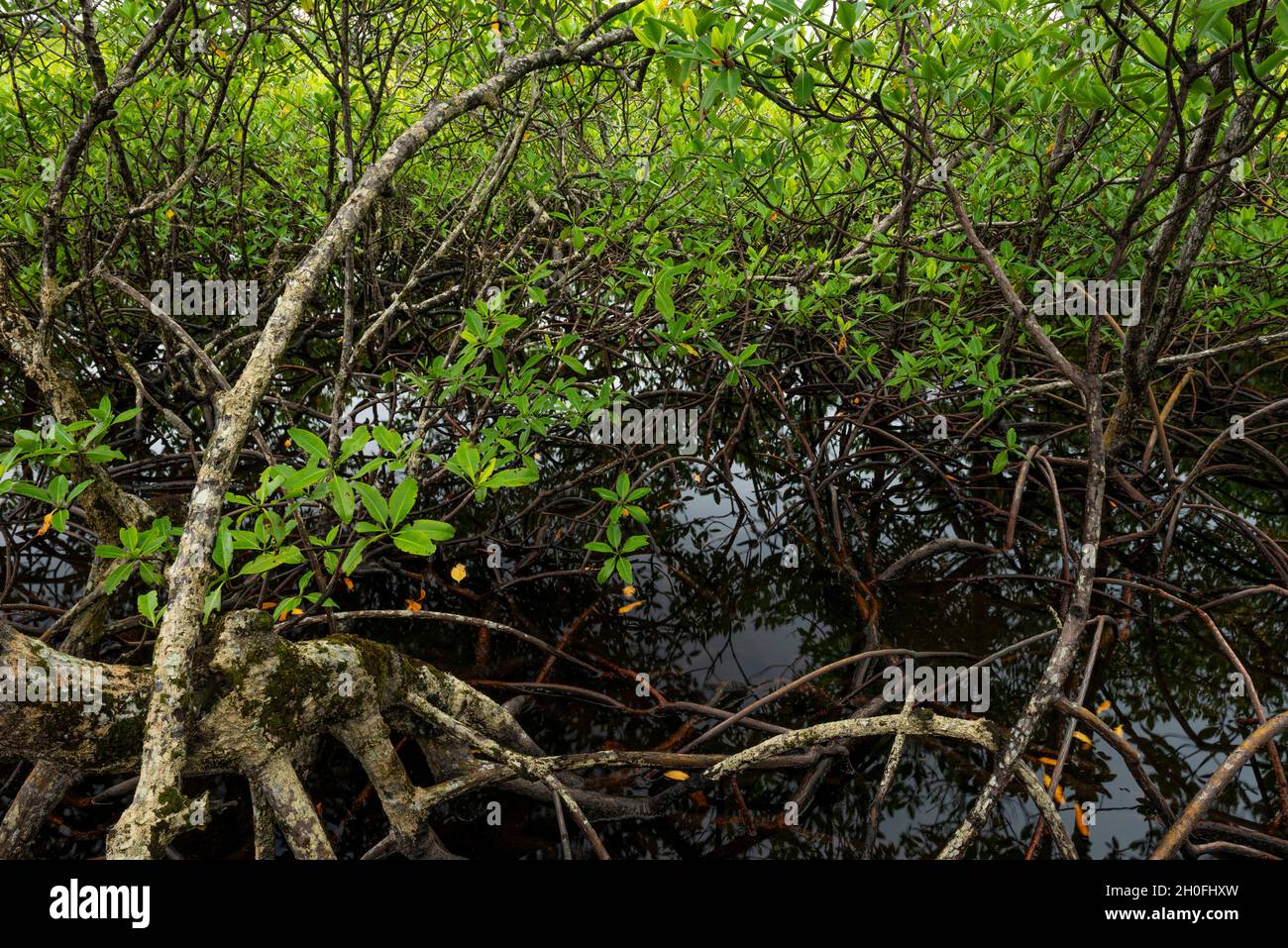 Wald von Mangroven, Bocas del Toro Insel, Panama, Mittelamerika Stockfoto