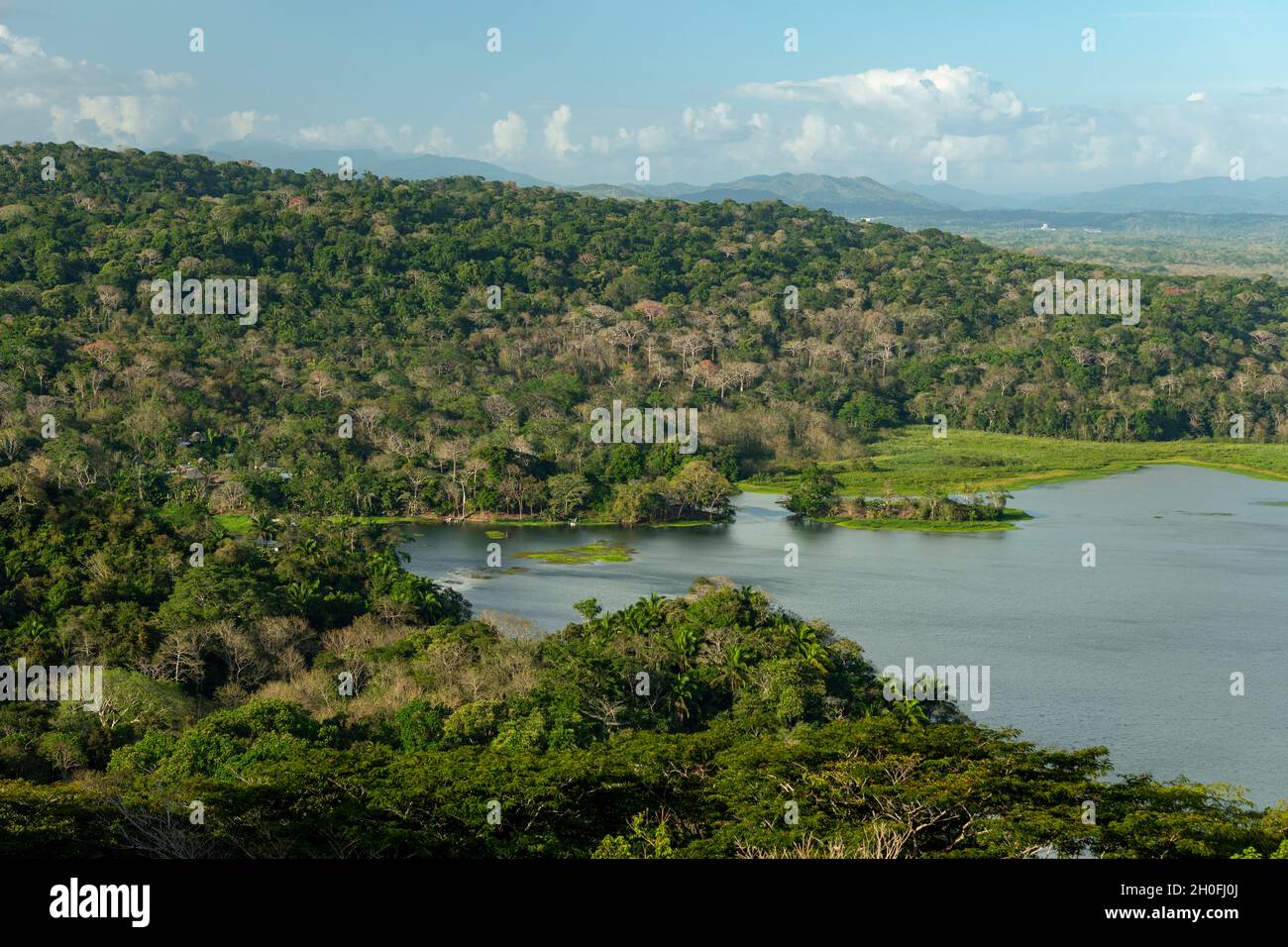 Der tropische Regenwald in Gamboa entlang des Panamakanals, Gatun See, Panama, Mittelamerika Stockfoto