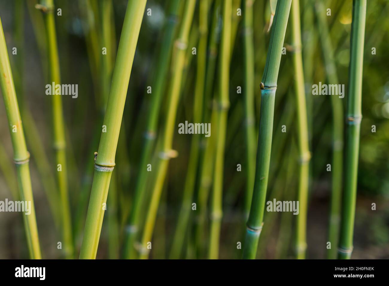 Hintergrund mit grünen Bambuszweigen im Garten Stockfoto