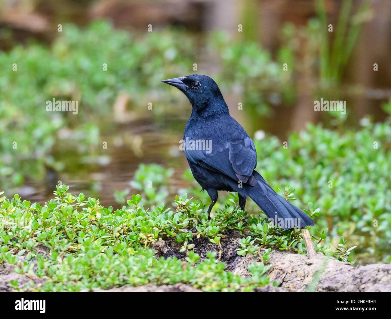 Ein Scrub Blackbird (taucht warczewiczi), der in den Büschen auf Nahrungssuche ist. Lima, Peru, Südamerika. Stockfoto