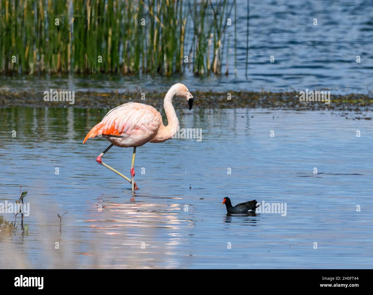 Chilenischer Flamingo (Phoenicopterus chilensis) mit rosa Gefieder, die in einem See Futter finden. Peru, Südamerika. Stockfoto