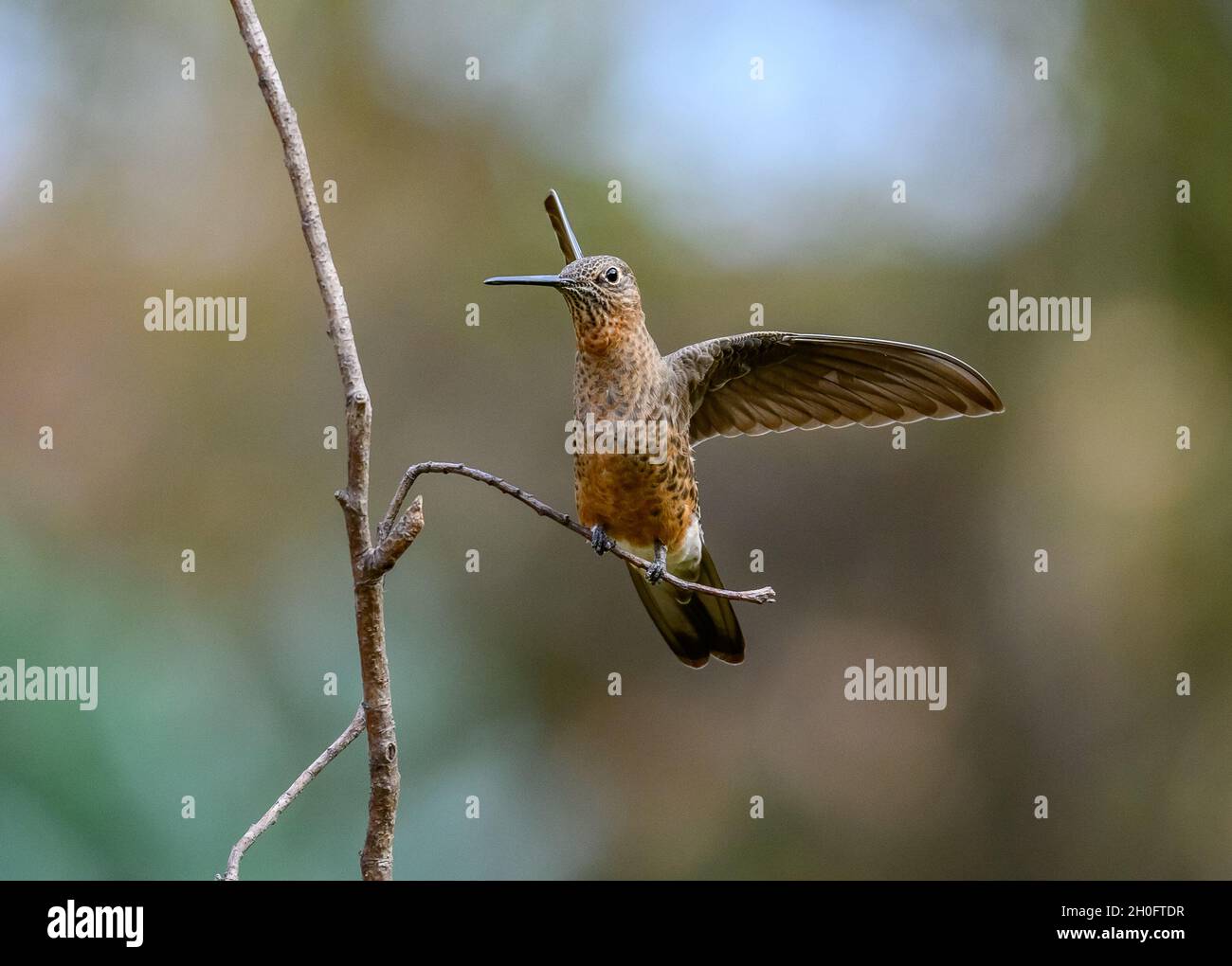 Ein Riesenhummingbird (Patagona gigas) öffnet seine Flügel. Cuzco, Peru, Südamerika. Stockfoto