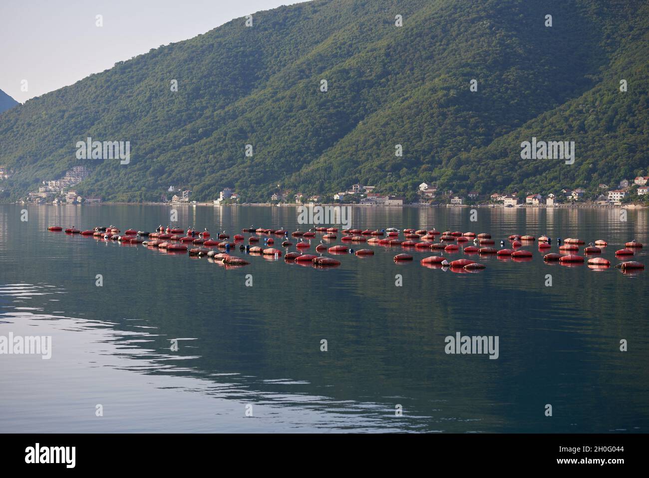 Austernfarm im Meerwasser in Montenegro Stockfoto