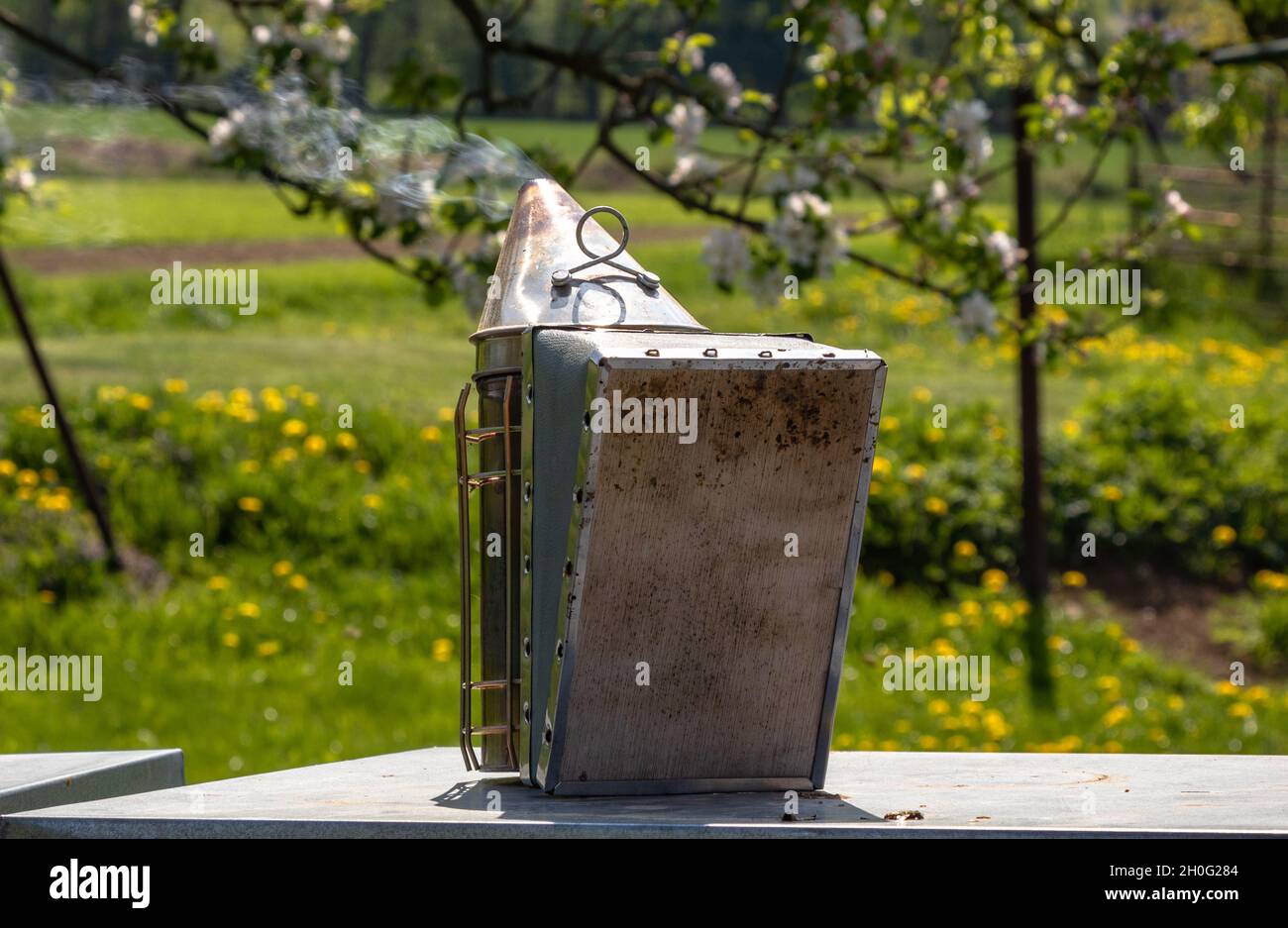 Detail der Bienenzuchtausrüstung der Bienenraucherin mit Rauch und verschwommenem Hintergrund Stockfoto