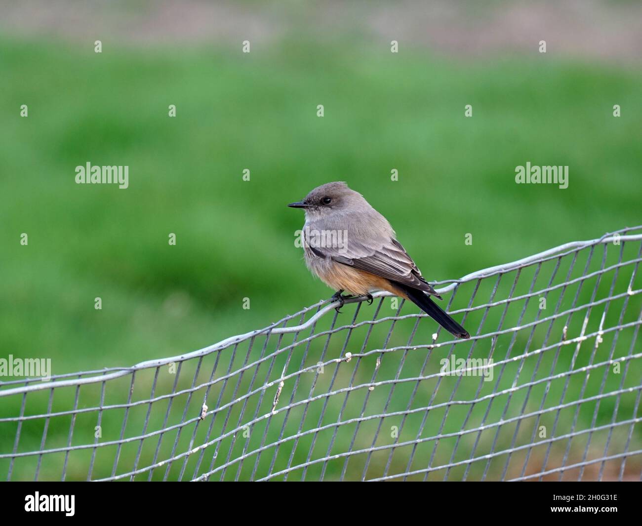 Phoebe sitzt auf einem Drahtzaun mit weichem grünem Hintergrund Stockfoto