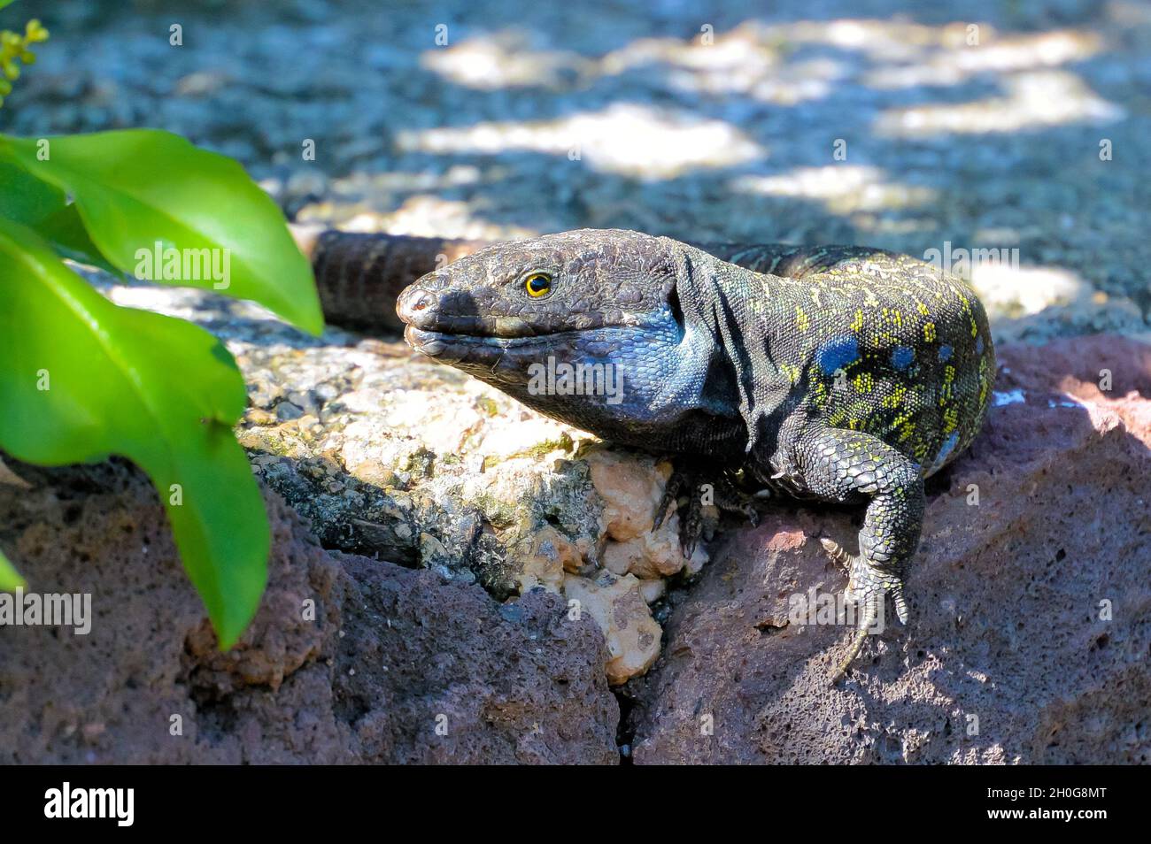 Die Lizard der Teneriffa- oder Westkanaren (Gallotia galloti) sonnt sich an grünen Blättern auf Lavagesteinen und blickt auf die Kamera Stockfoto