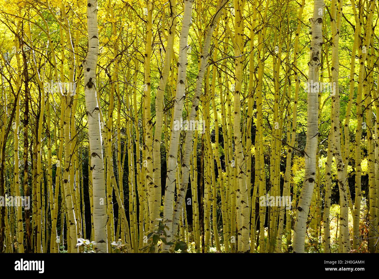 Herbstfarbe in Colorado mit gelben Espenblättern und weißer Rinde Stockfoto
