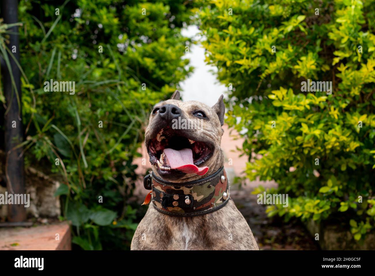 Schöner Hund sitzt in der Mitte von einigen Büschen lächelnd. Zartes lächelndes Pitbull, das seine Zunge hervorsticht. Bester Freund des Mannes. Stockfoto
