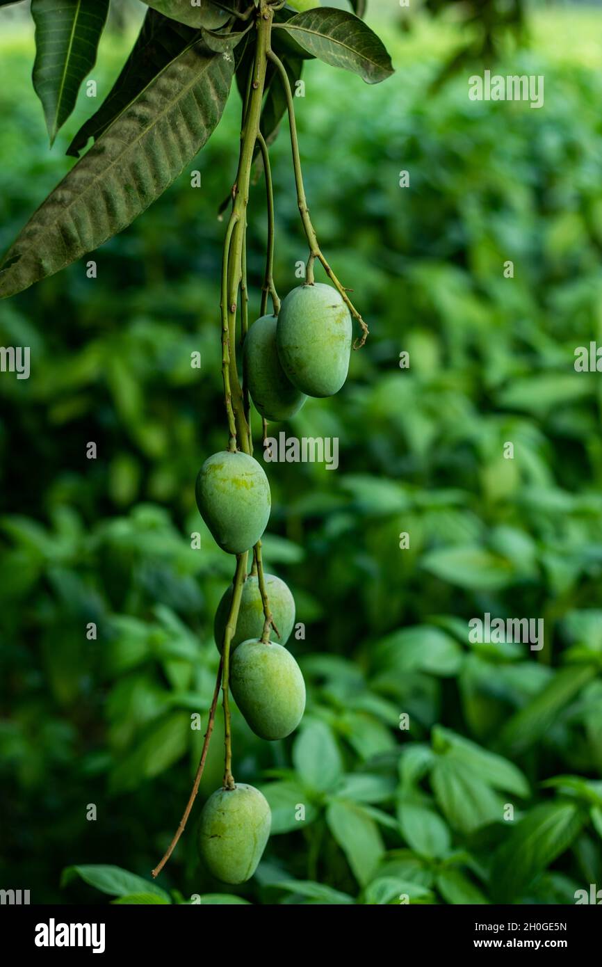 Rohe Mangos sind eine der gesündesten Früchte, die Sie zu Beginn des Sommers ausprobieren können Stockfoto