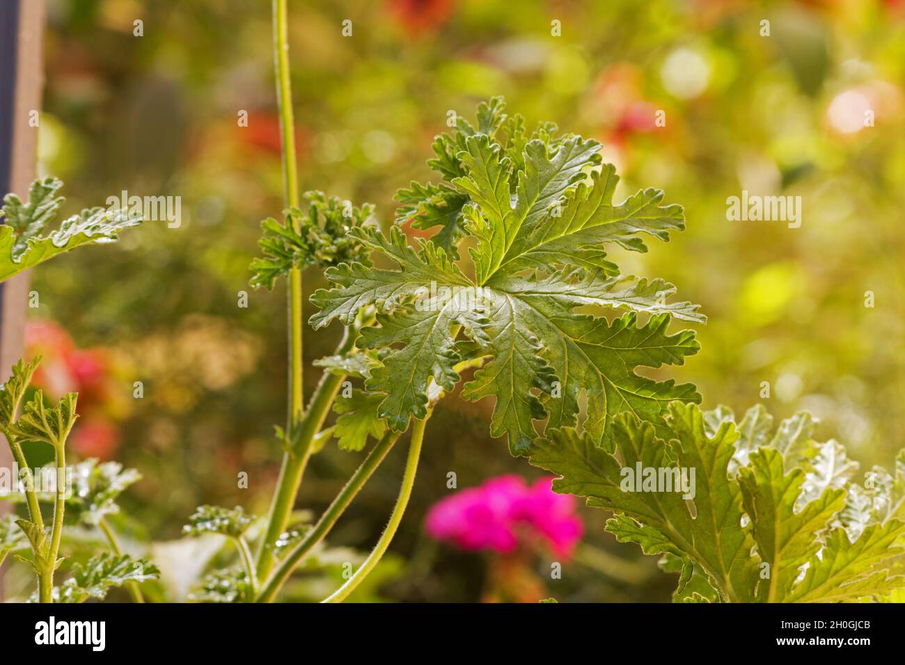 Pelargonium Geranium Pflanze und Blätter Stockfoto