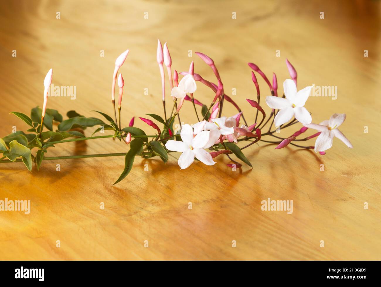 Rosa Jasmin Jasminum Polyanthum auf Holztisch Stockfoto
