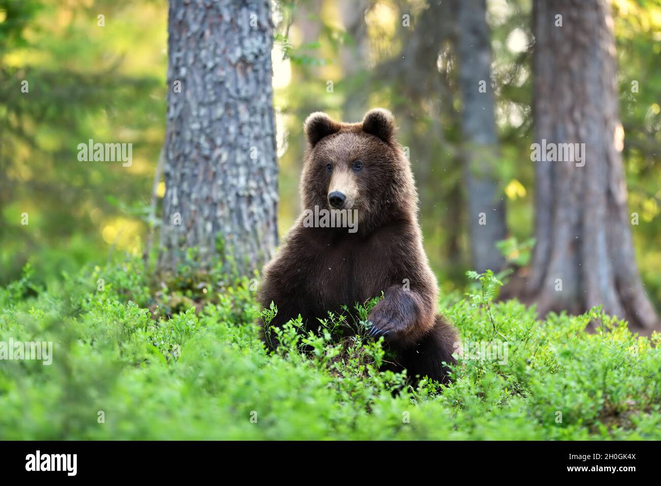 Braunbär im Sommer im Wald Stockfoto