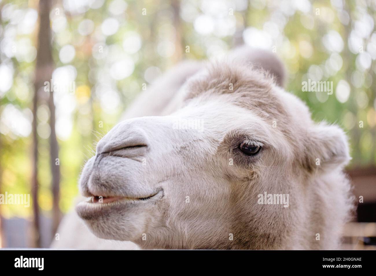 Kamel in die Kamera schauen. Nahaufnahme Porträt von Kamel Stockfoto