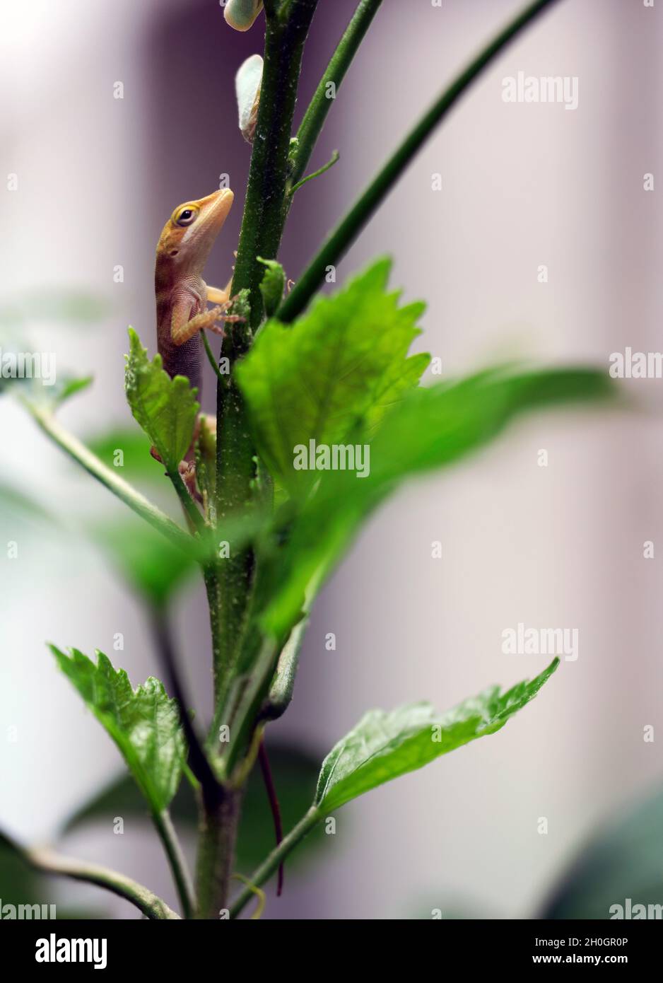 Kleine braune Carolina Anole am Ast Stockfoto