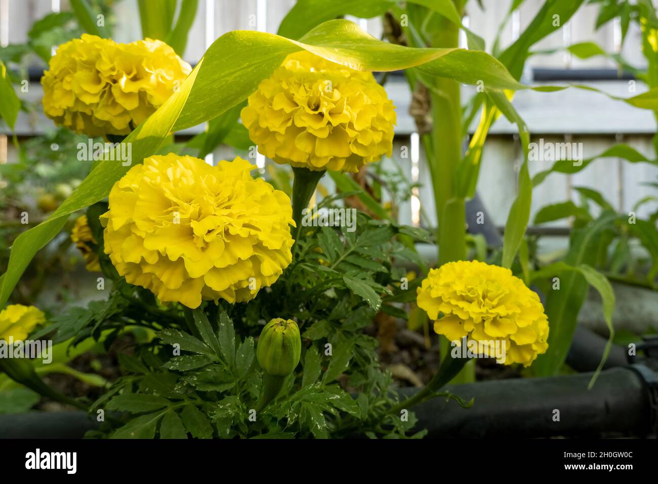 Ringelblumen unter Mais in einem Hausgarten, um die Ernte vor Insekten zu schützen Stockfoto