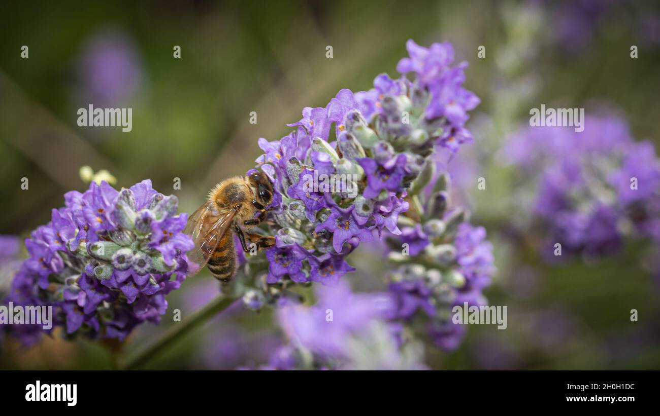 Kleine Honigbiene bestäubt auf violette Blume Stockfoto
