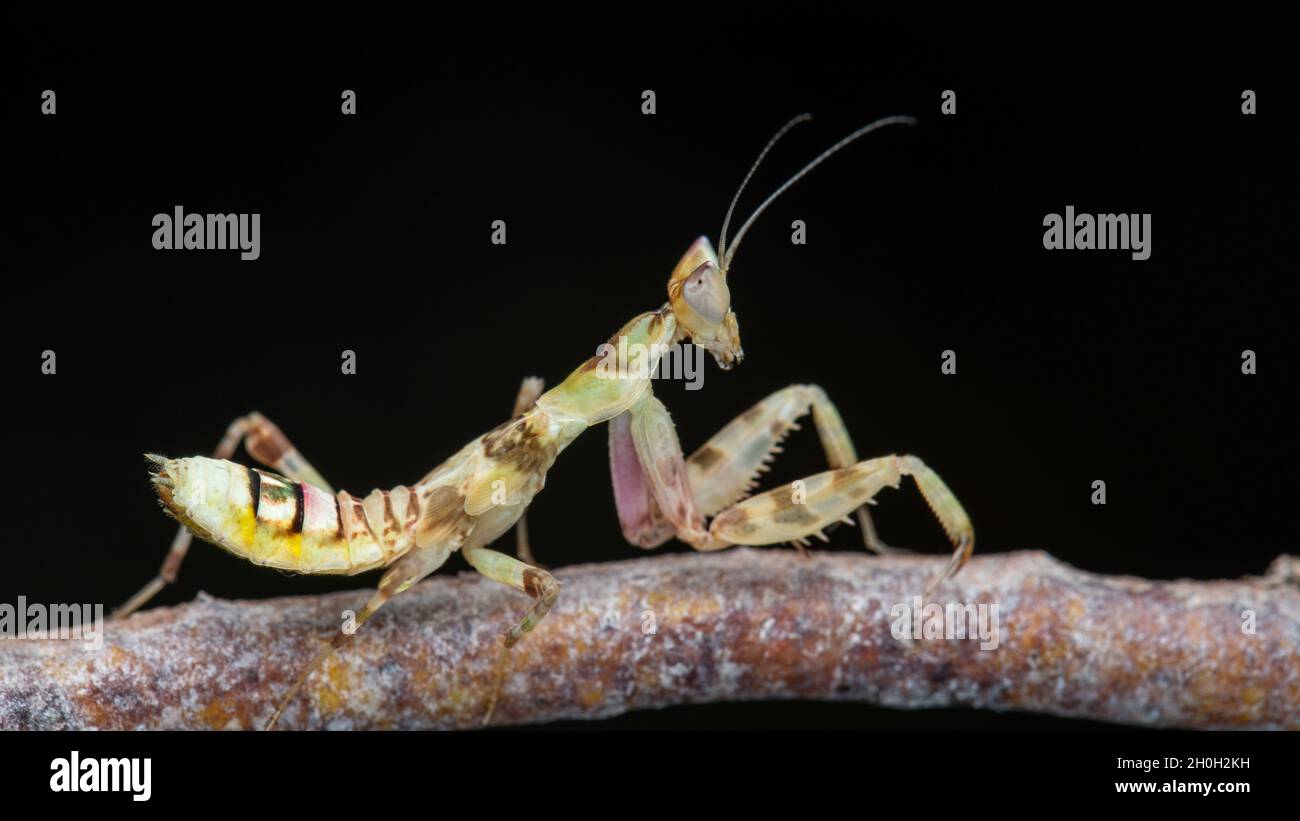 Makrobild einer Gottesanbeterin (Creobroter gemmatus) Stockfoto