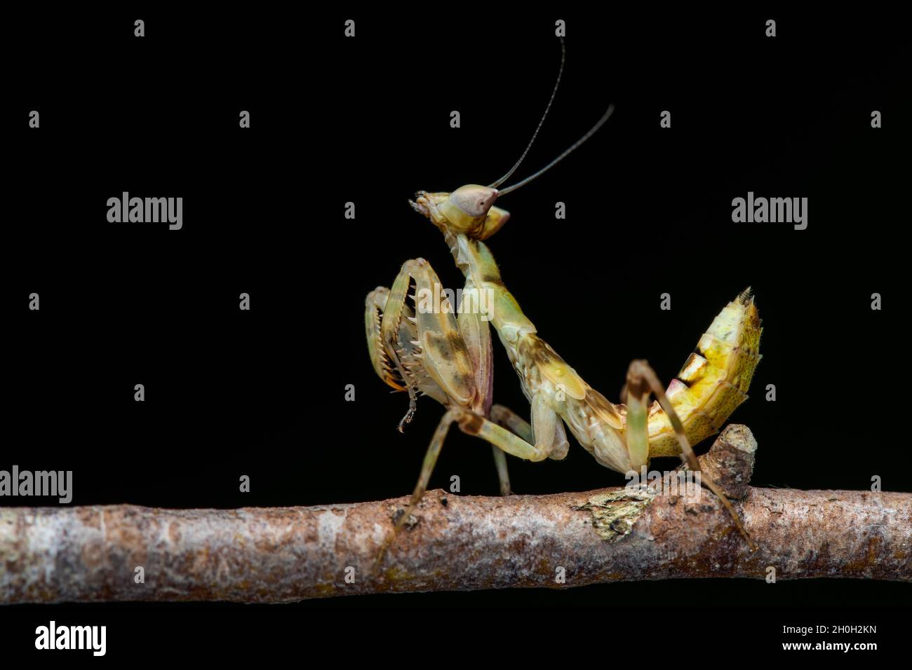 Makrobild einer Gottesanbeterin (Creobroter gemmatus) Stockfoto