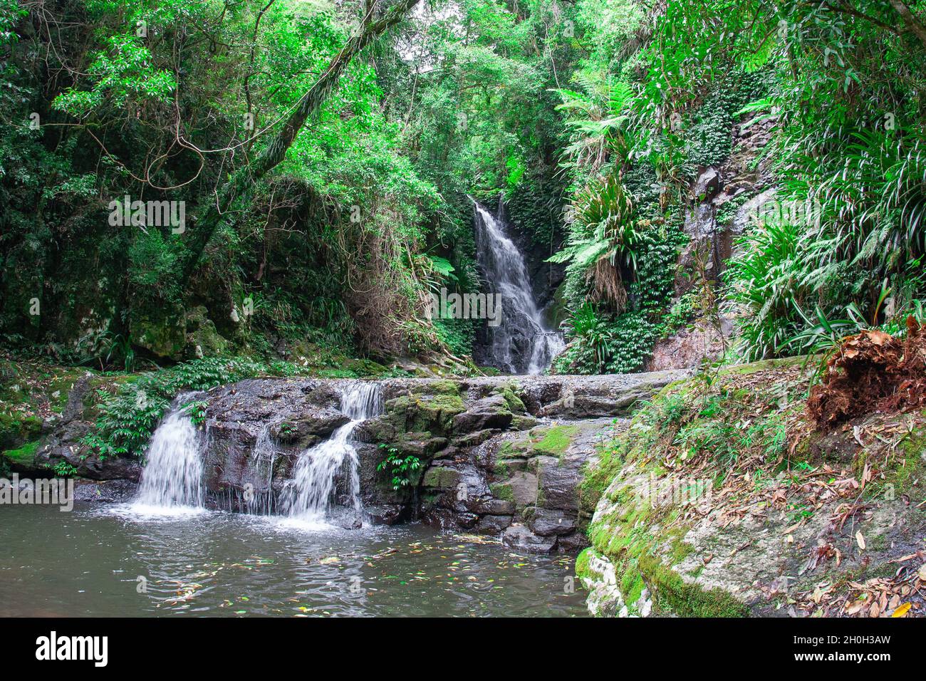 Elabana Falls bei O'Reilly's Stockfoto