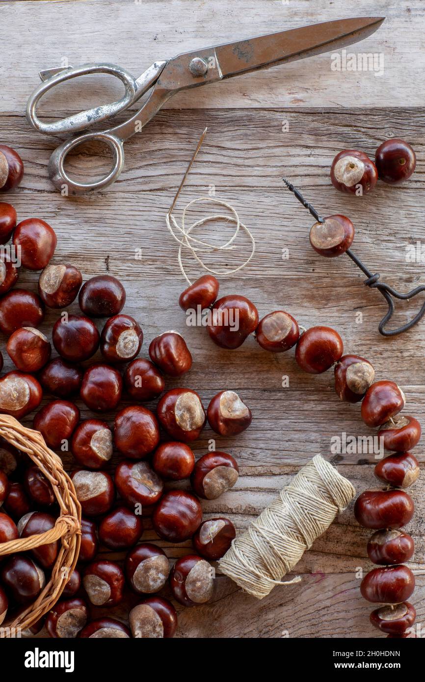 Kastanienschnur mit Samen des süßen eselbuckeye (Aesculus flava) neben dem Korb mit gesammelten Kastanien auf Basteltisch mit Schere, bohren Stockfoto