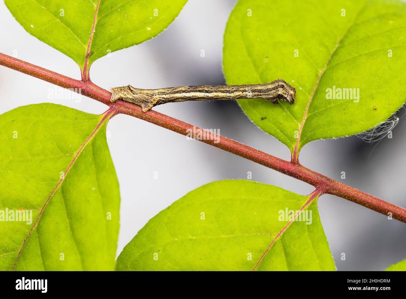 Engrailed (Motte) (Ectropis crepuscularia), Raupe, auf Zweig des Bienenbaums, Honigasche (Tetradium daniellii var. hupehensis), Mimesis, Hessen, Deutschland Stockfoto