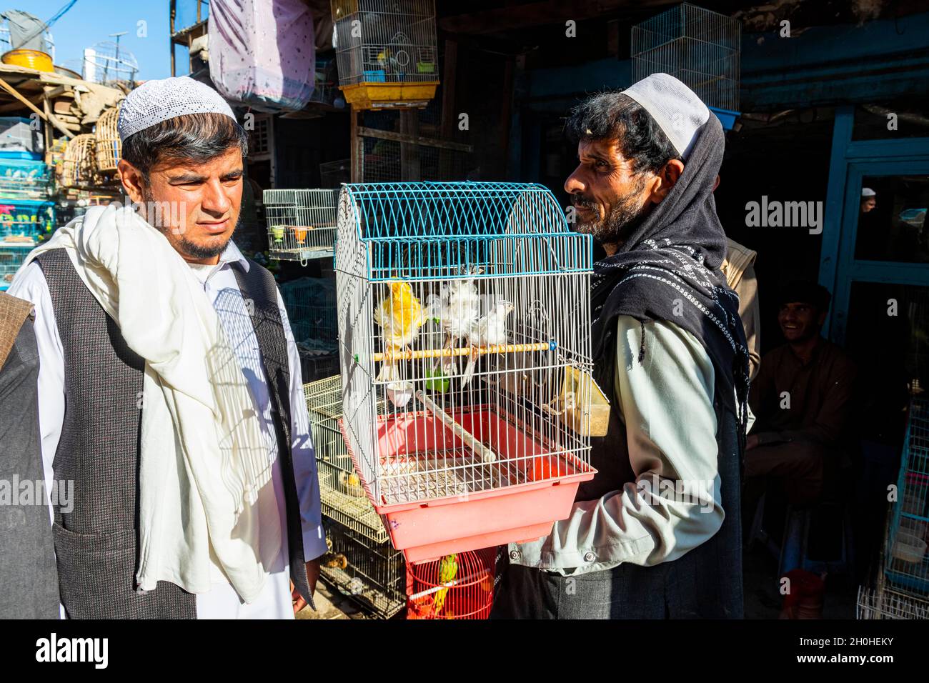 Vögel zu verkaufen, Bird Street, Kabul, Afghanistan Stockfoto