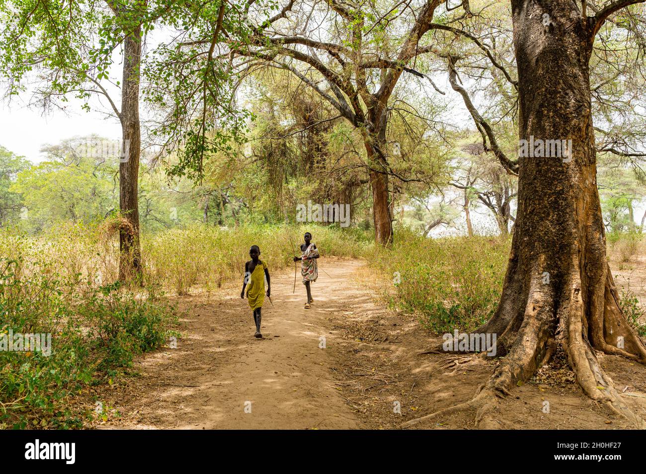 Teakbaumwald im Bundesstaat Eastern Equatoria, Südsudan Stockfoto