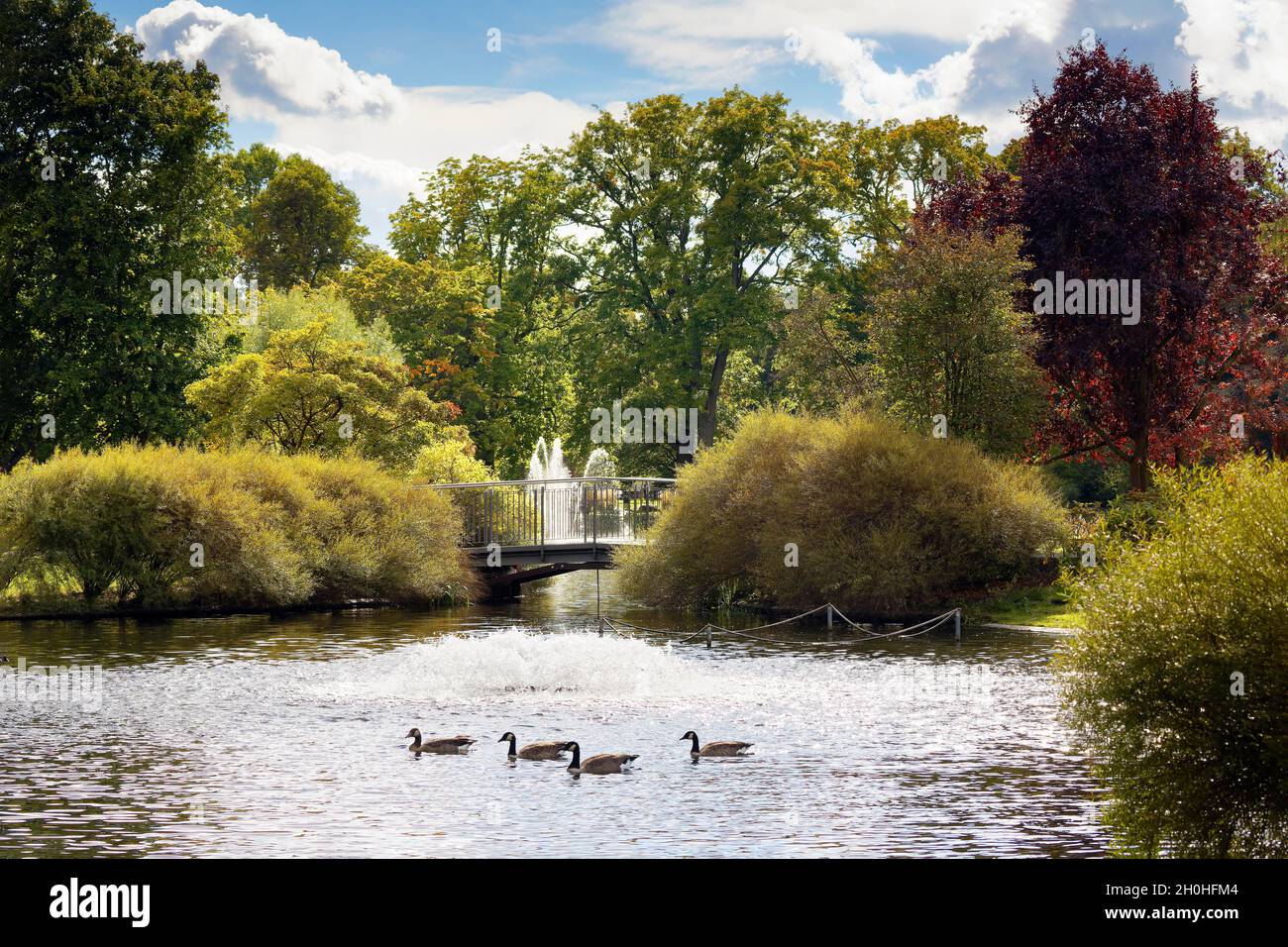 Vorne Enten auf Teich, Teich, hinter kleiner Brücke, Brunnen und hohen Bäumen, Stadtpark, Nürnberg, Mittelfranken, Franken, Bayern, Deutschland Stockfoto