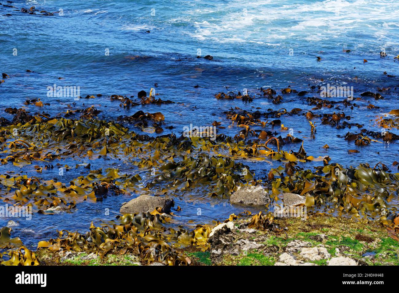 Bullenkelp oder rimurapa (Durvillaea-Art), eine der auffälligsten Algen in Neuseeland, die an exponierten Küsten gefunden werden. Stockfoto