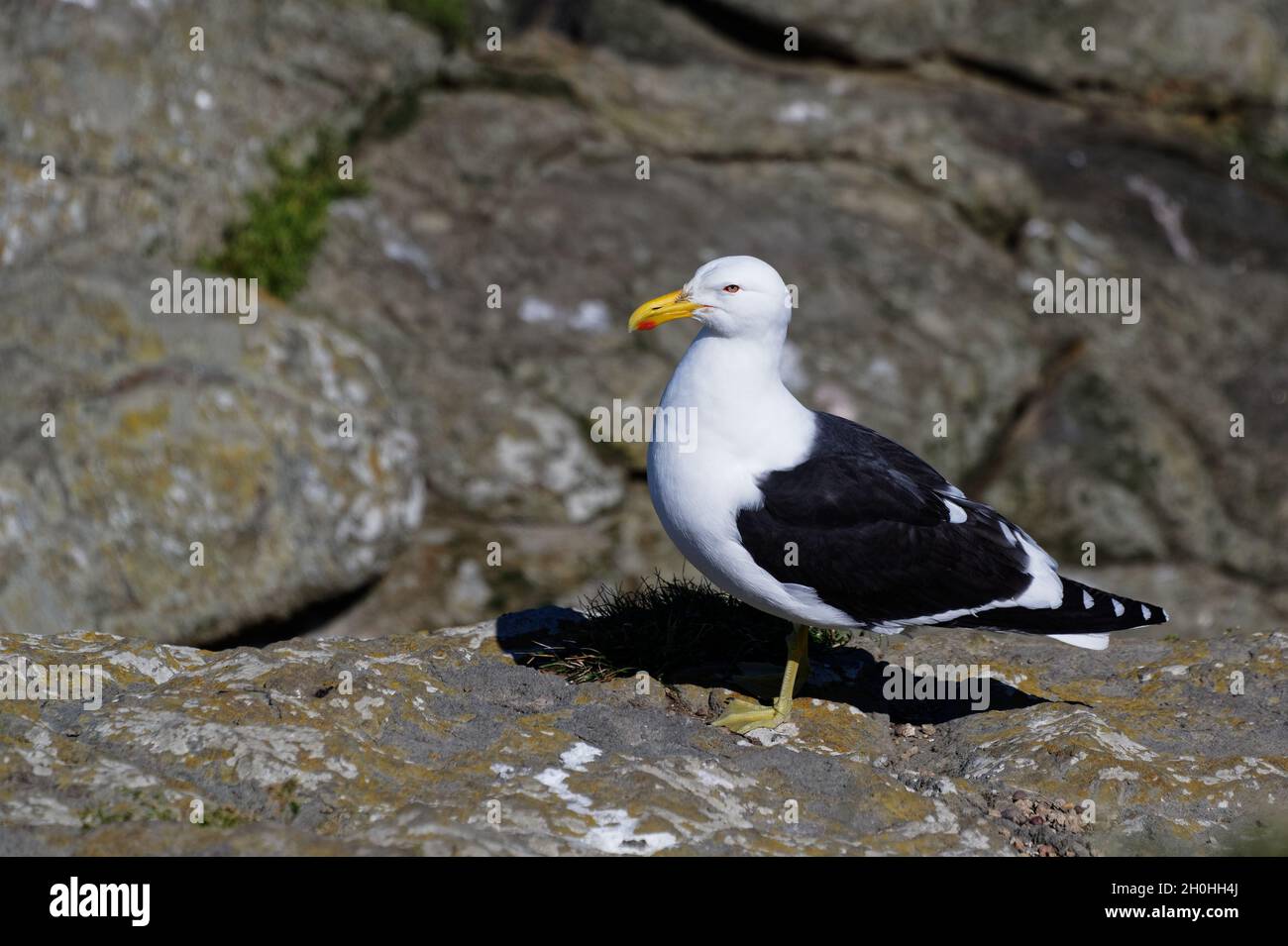 Eine schwarze Möwe steht auf einem Bein auf dem felsigen Vorland. Stockfoto