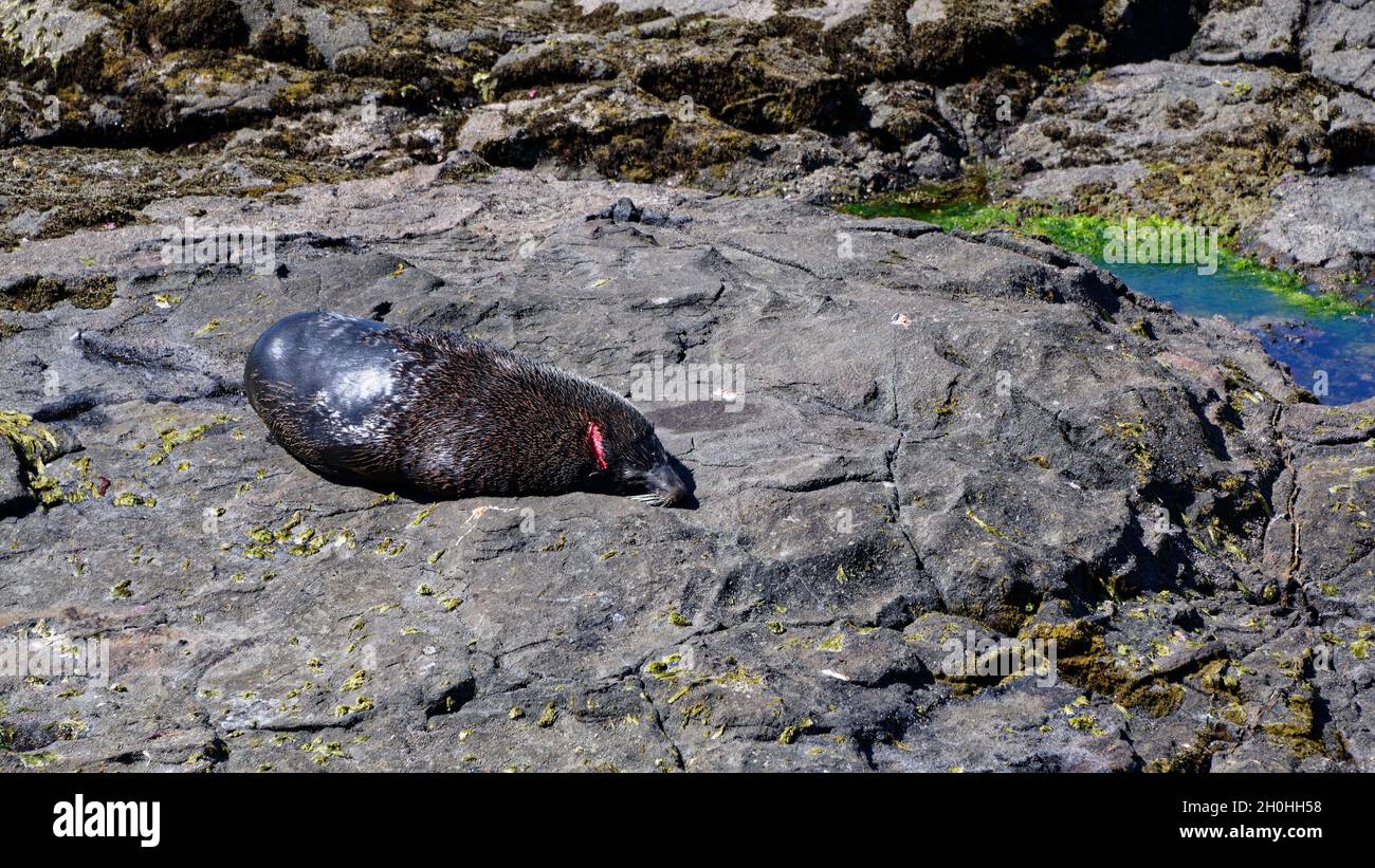 Ein Seehund liegt auf Felsen und wärmt sich in der Sonne. Er hat eine Schwüle am Hals, vielleicht durch den Kampf mit einem anderen Siegel. Stockfoto