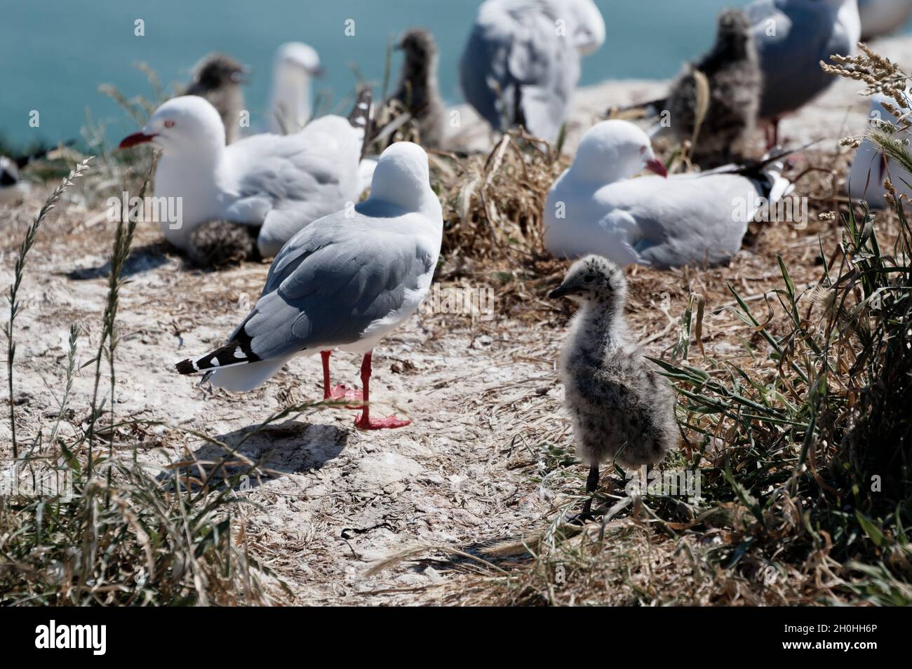 Das Küken einer roten Möwe steht in der Nistkolonie Stockfoto