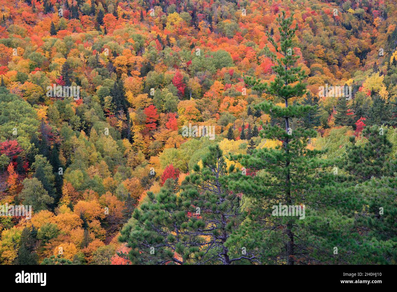 Luftaufnahme bunte Herbstfarbe Blatt in Charlevoix, Le Massif, Kanada Tag Stockfoto