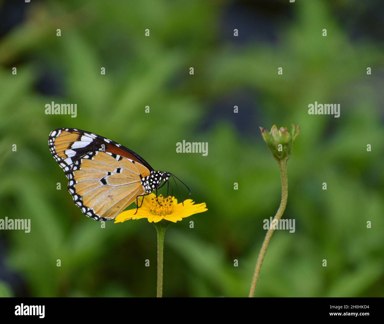 Einfarbiger Tiger-Schmetterling auf gelber Blume, grüner Hintergrund Stockfoto