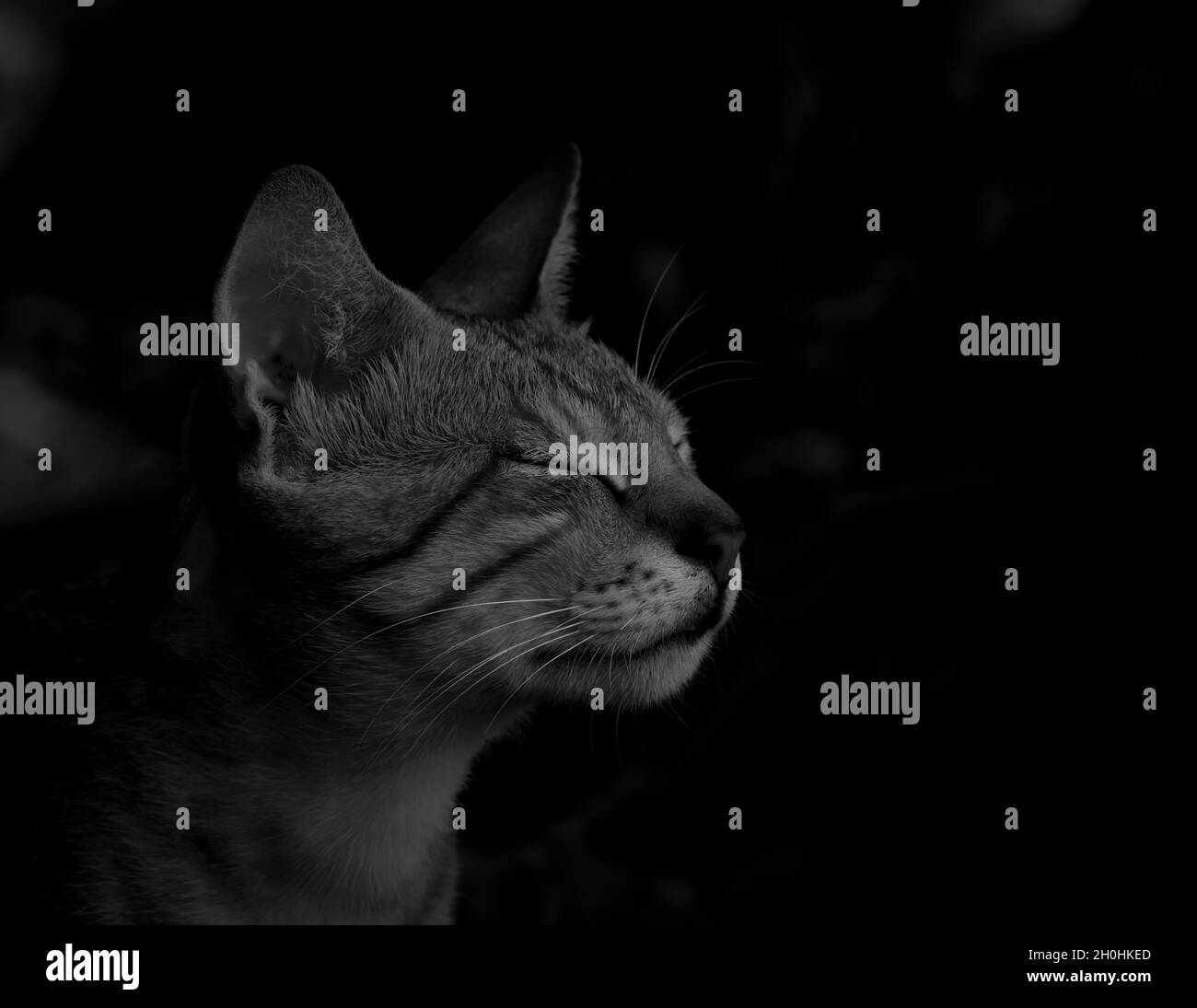 Monochromes Porträtbild einer wilden Katze unter dem Erwachsenen Stockfoto