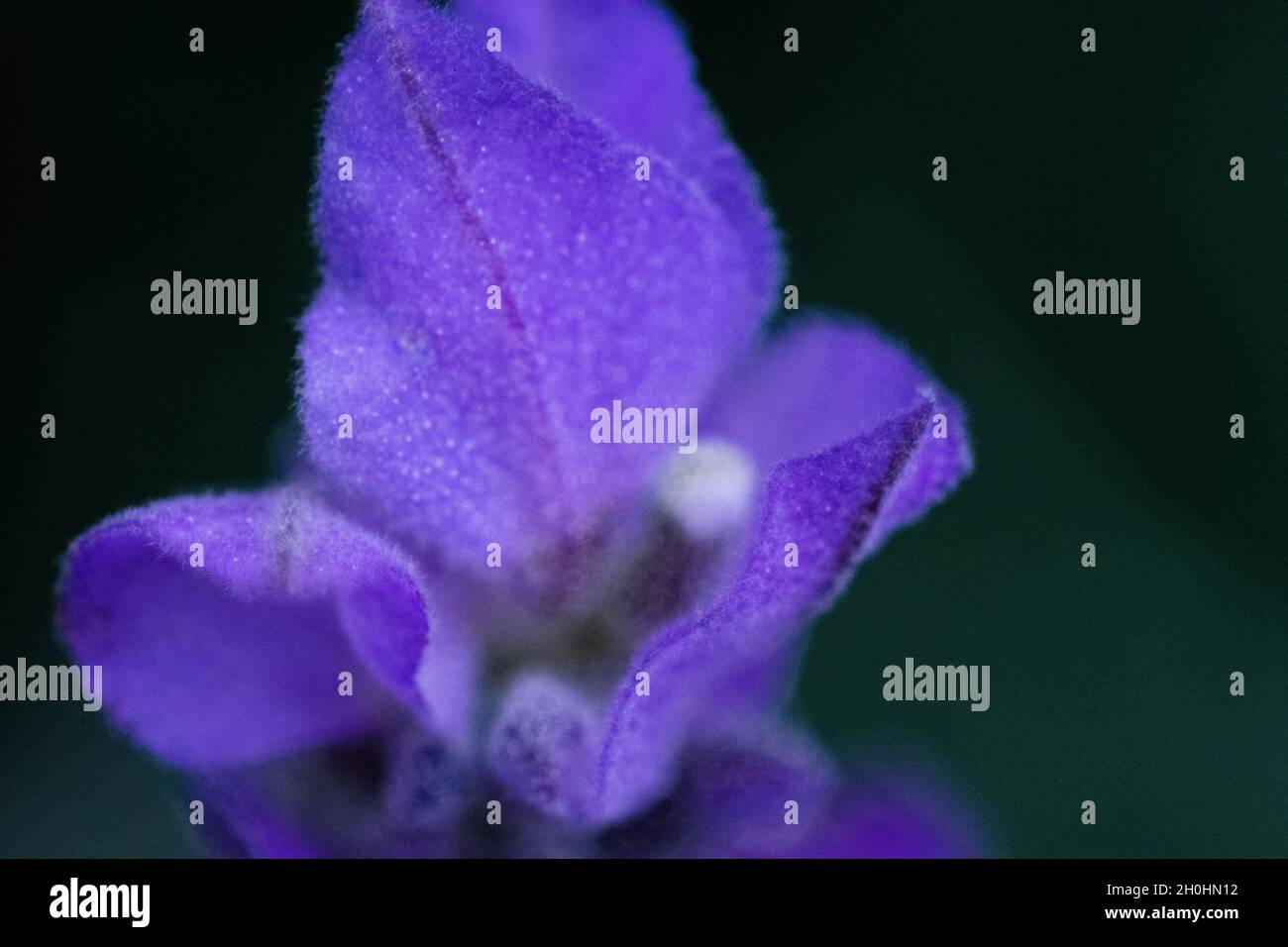 Schärferes Violett Stockfoto