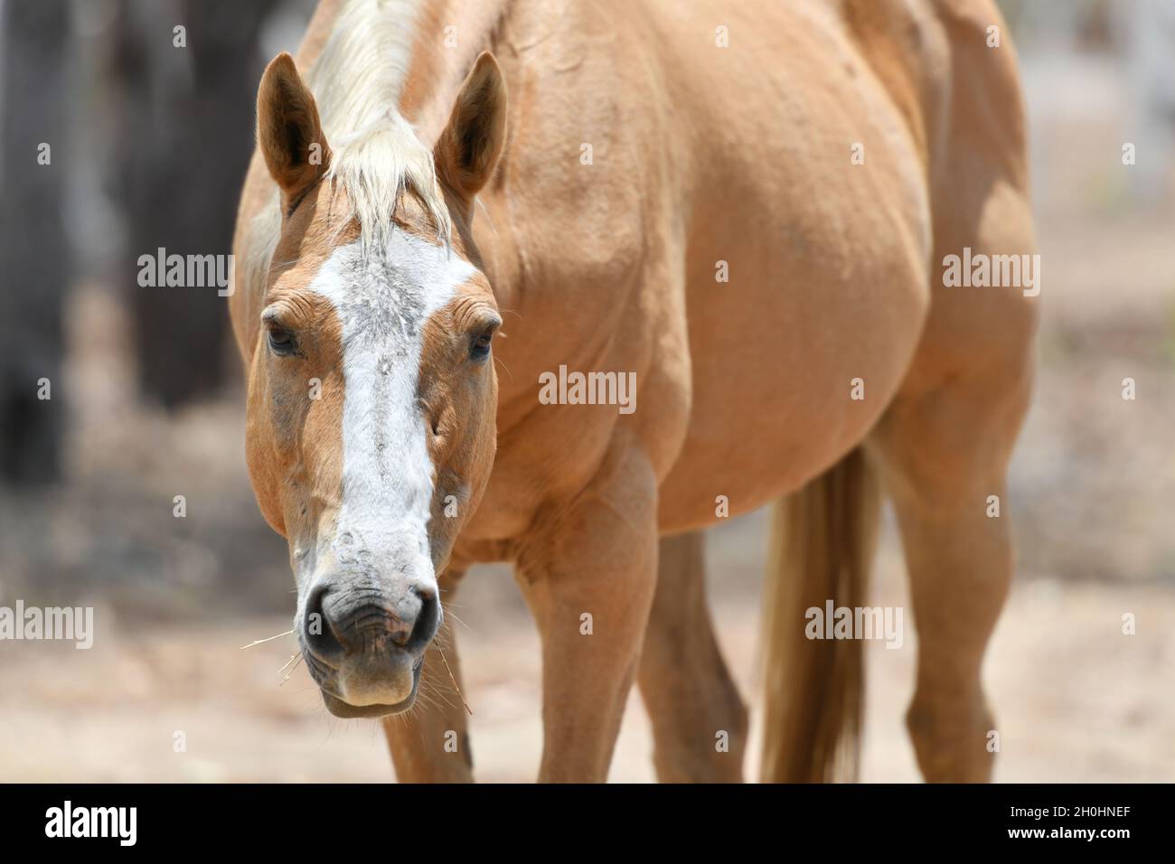 Wildes palomino-Pferd (Equus ferus), auch bekannt als Brumby in Australien, frei im Outback des Northern Territory, Australien. Stockfoto