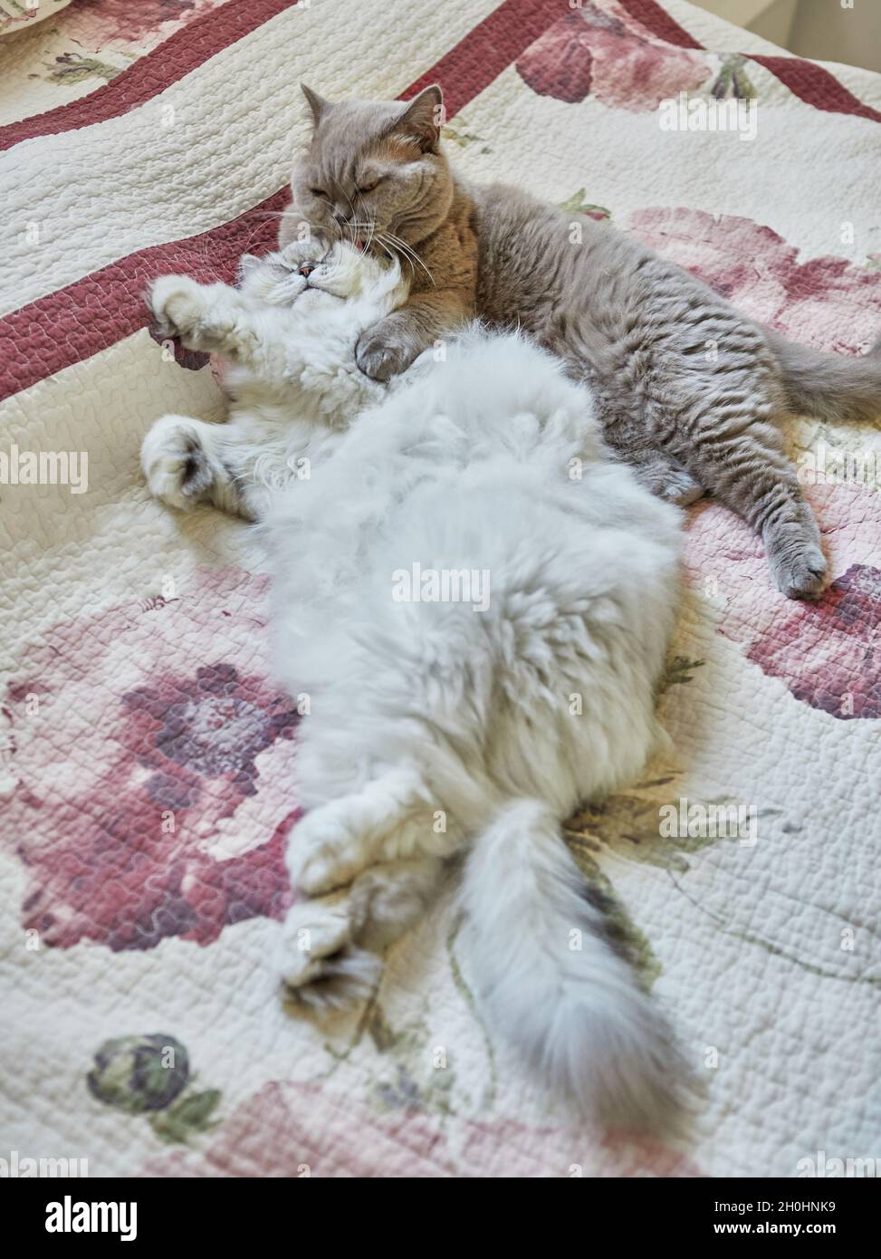 Zwei britische Katzen, lang- und kurzhaarig, lecken sich gegenseitig auf das Bett Stockfoto