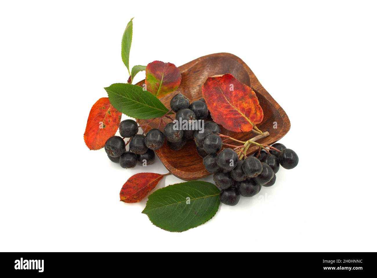 Aronia melanocarpa, genannt die schwarze Apfelbeere. Isoliert auf weißem Hintergrund Stockfoto