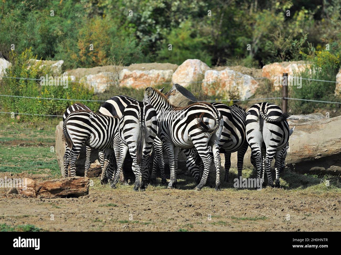 Zebra (Equus quagga boehmi) im afrikanischen Reservat von Sigean-Frankreich Stockfoto