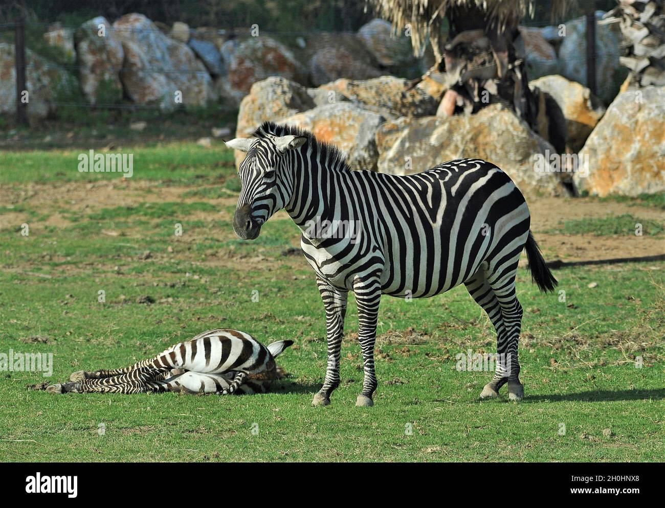 Zebra (Equus quagga boehmi) im afrikanischen Reservat von Sigean-Frankreich Stockfoto
