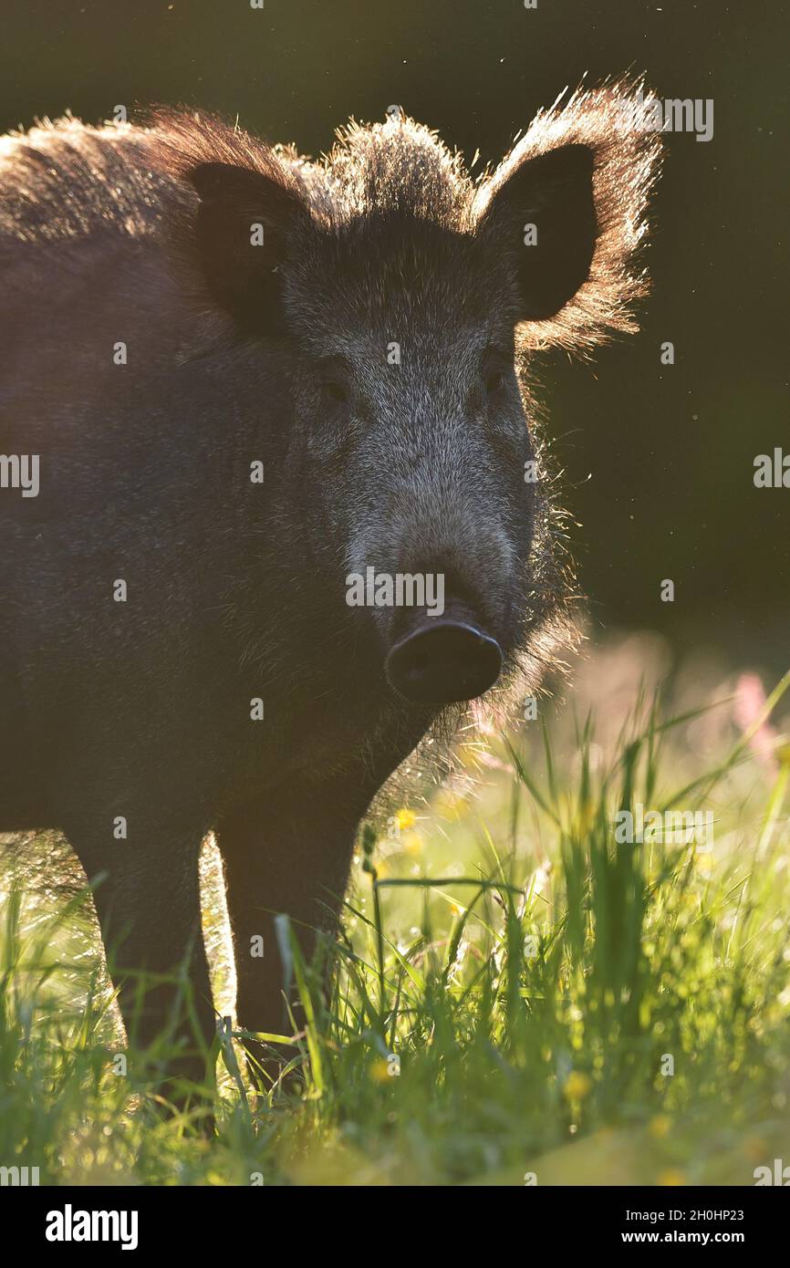 Wildschwein-Porträt in Contra Licht am Sommer. Stockfoto